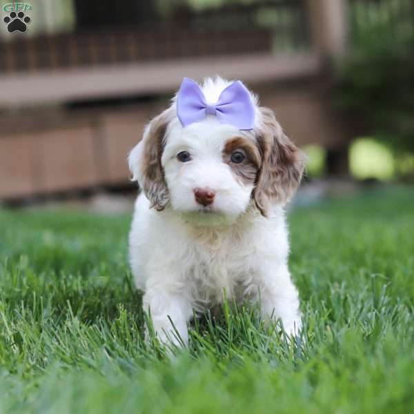 Jewel, Cockapoo Puppy